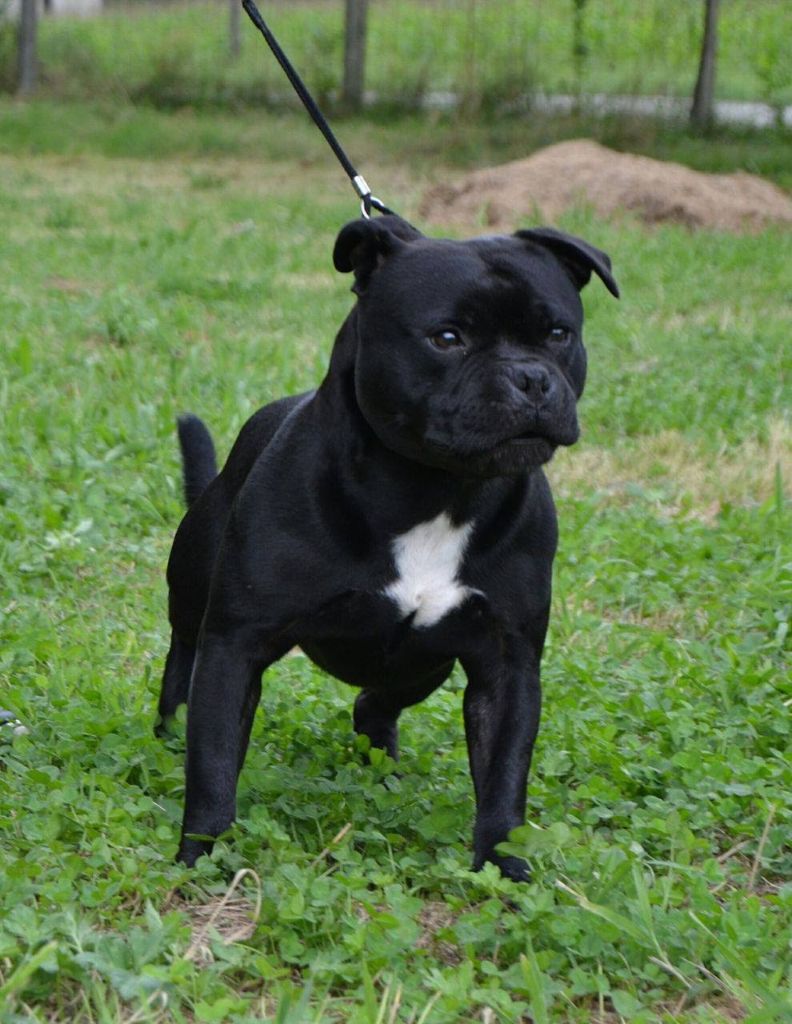 CH. Firefox off prozak